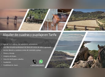 Stables and paddock for rent in Tarifa (Cádiz)