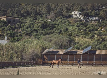 Stables and paddock for rent in Tarifa (Cádiz)