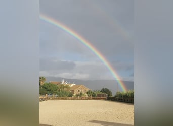 Stables and paddock for rent in Tarifa (Cádiz)