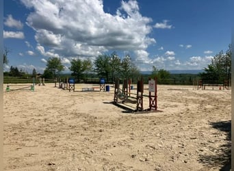 Stajnia hodowlana i handlowa koni