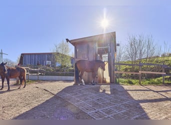 Stajnia jeździecka w Nadrenii-Palatynacie – w powiecie Donnersberg, z boksem aktywnym i nowoczesnym 