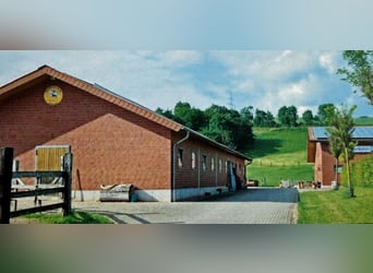 Stajnia jeździecka w samym centrum Niemiec