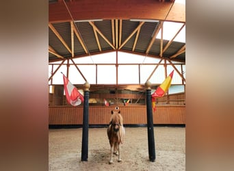 Stajnia jeździecka z krytą ujeżdżalnią w Dolinie Werry – prywatny raj dla koni na powierzchni 6359 m