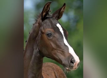 Traumhafte Reitanlage in Wetschen zu verkaufen !