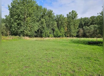 Weiland met paardenstallen op een opp. van 1,43ha - 9310 Aalst