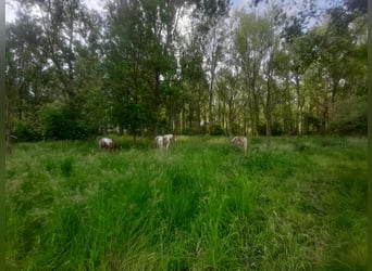 Weiland met paardenstallen op een opp. van 1,43ha - 9310 Aalst