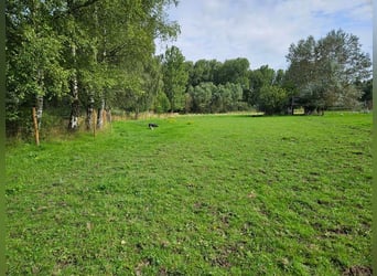 Weiland met paardenstallen op een opp. van 1,43ha - 9310 Aalst