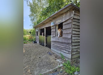Weiland met paardenstallen op een opp. van 1,43ha - 9310 Aalst