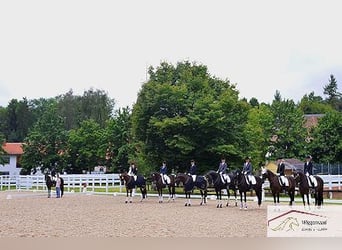 Wunderschönes  Anwesen mit Reithalle und Event-Location Umfeld Mainz