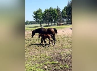 Wydzierżawię stajnię wraz z gospodarstwem rolnym