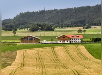 Wyjątkowy nowoczesny kompleks jeździecki w pobliżu Kempten w Allgäu