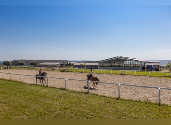 Wymarzone działka o powierzchni 2 075 m² dla koni i ludzi z prawem zabudowy stajni w Lonnig/RLP w po