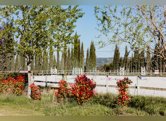 Wysoka rentowność stajni – działalność tranzytowa