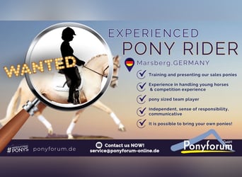 Experienced Pony Rider Wanted in Marsberg, Germany
