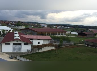 Jeździec/Jeźdźczyni skoków przez przeszkody (m/k/d)