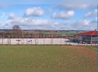 Jeździec/Jeźdźczyni skoków przez przeszkody (m/k/d)