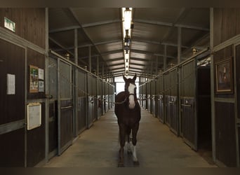 Poszukiwany kierownik stajni i trener westernu – Montaione (FI)