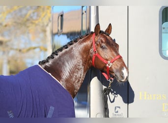 Cavalier de Dressage jeune chevaux 