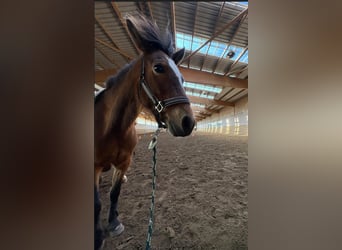 Poszukiwany/a instruktor/ka jazdy konnej (m/k/d) dla dzieci i początkujących w Berlinie
