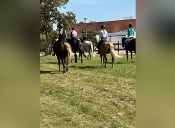 Poszukujemy kierownika stajni przy Hotelu Reiterhof Altmühlsee