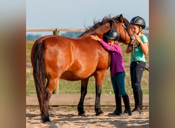 Reitlehrer/in gesucht!