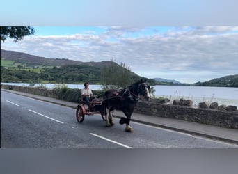 Poszukiwany jeździec