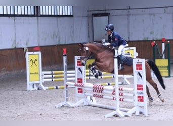 Ausbildung zu Pferdewirt Service und Haltung / Klassische Reitausbildung