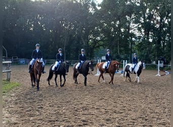 Ausbildung zu Pferdewirt Service und Haltung / Klassische Reitausbildung