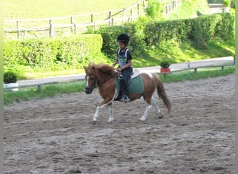 Ausbildung zu Pferdewirt Service und Haltung / Klassische Reitausbildung