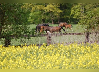 Landwirtschaftlicher Mitarbeiter mit guter Qualifikation in Teil- oder Vollzeit