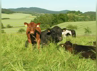Landwirtschaftlicher Mitarbeiter mit guter Qualifikation in Teil- oder Vollzeit