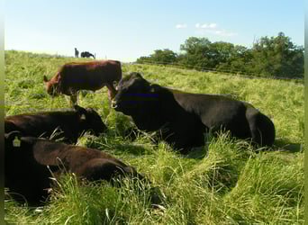 Landwirtschaftlicher Mitarbeiter mit guter Qualifikation in Teil- oder Vollzeit