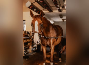 Professionelle/r Pferdepfleger/in für einen Dressurstall gesucht