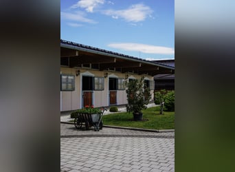 Pferdepfleger für Sport und Reha Stall gesucht 