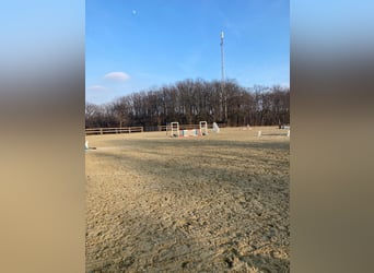 Pferdepfleger/ Jungpferdereiter