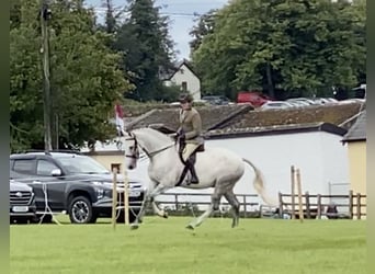 Pferde Au- pair fuer Gestuet in Irland 