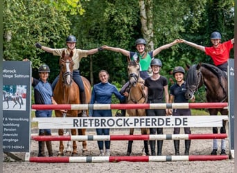 Praktikum und Ferien mit Pferd ,evtl, Ausbildung z.Pferdewirt