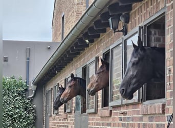 Teilzeit oder Vollzeitmitarbeiter (m/w/d) für unseren Dressurstall nach 50259 Pulheim Nähe Köln 