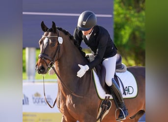 Teilzeit oder Vollzeitmitarbeiter (m/w/d) für unseren Dressurstall nach 50259 Pulheim Nähe Köln 