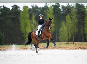  WE ARE HIRING — GROOM / RIDER 