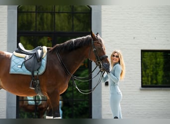  WE ARE HIRING — GROOM / RIDER 