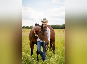 Westerntrainer Assistent - Reining 