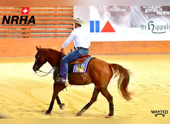 Westerntrainer Assistent - Reining 