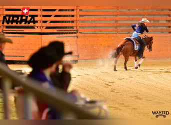 Westerntrainer Assistent - Reining 