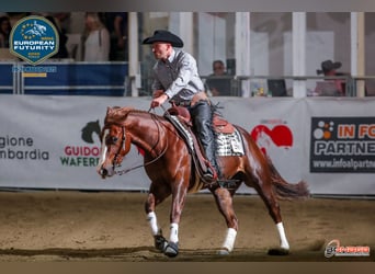 Westerntrainer Assistent - Reining 