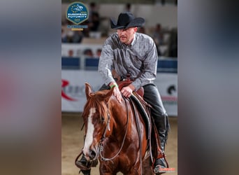 Westerntrainer Assistent - Reining 