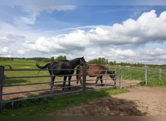 Historisches, autarkes Landgut in der Euroregion Niederschlesien – Polen zu verkaufen!