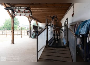 Traumhafter Reiterhof mit kernsaniertem Wohnhaus und viel Land in Rimbach