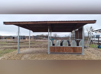 Karma i karmidło dla koni, karmidło i siatka na paszę | TOP-ACTIVE Siatka na paszę dla koni do hodow