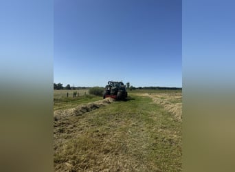 Siano, sianokiszonka, siano do owijania, wysokiej jakości karma z własnego stajni